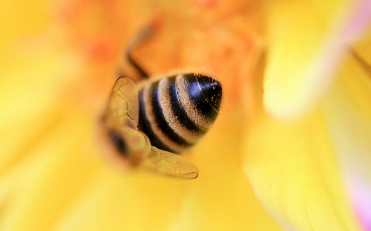 09-abeille fond écran wallpaper