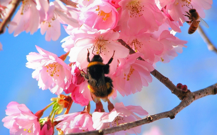 abeille fond écran wallpaper