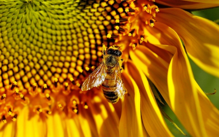 abeille fond écran wallpaper