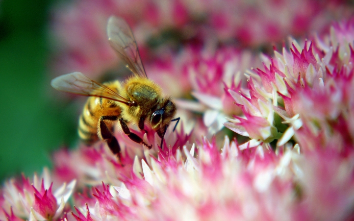 abeille fond écran wallpaper