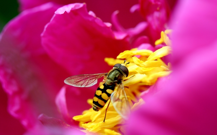 Abeille butinant fond écran wallpaper