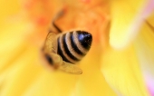 09-abeille