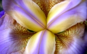 miniature 59- fleur