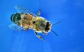 miniature abeille