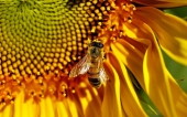 fond écran abeille