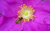 fond écran abeille