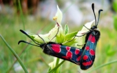 fond écran insecte