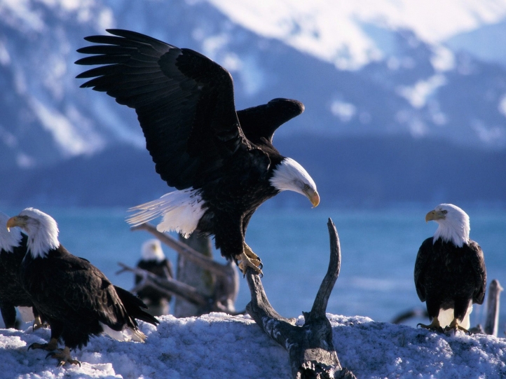 Aigles fond écran wallpaper