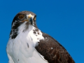 fond écran Aigles