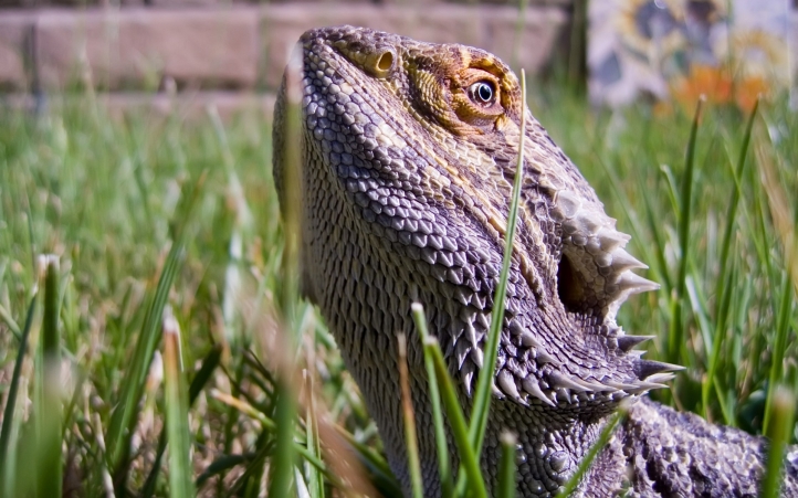 01-caméléon fond écran wallpaper