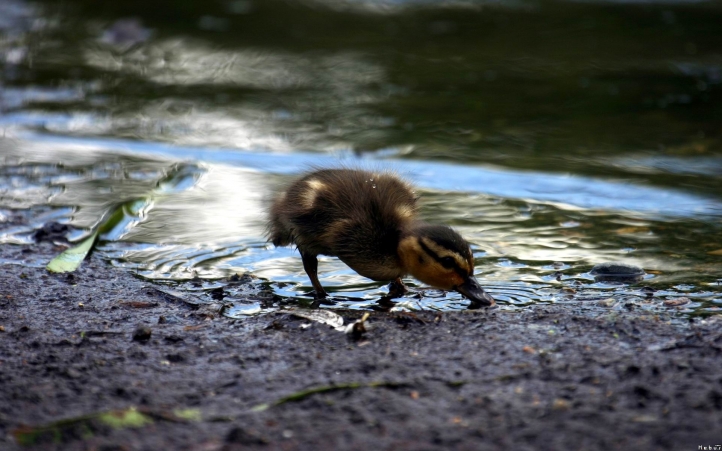 01-canard fond écran wallpaper