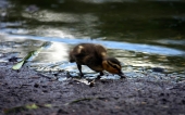 miniature 01-canard