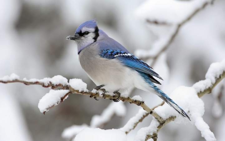 Blue_Bird fond écran wallpaper