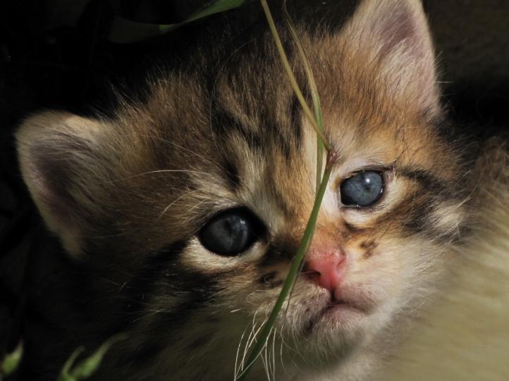 Chat trop mignon !!! fond écran wallpaper