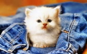 fond écran 01-chaton