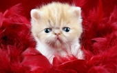 fond écran 10-chaton