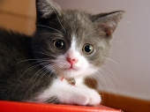 fond écran Chats - Chatons