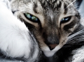 fond écran Chats - Chatons