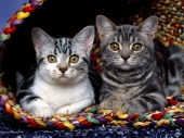 fond écran Chats - Chatons