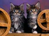 fond écran Chats - Chatons