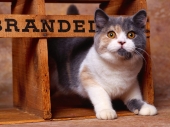 fond écran Chats - Chatons