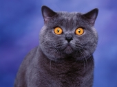 fond écran Chats - Chatons