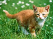 fond écran Chats - Chatons
