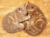 fond écran Chats - Chatons