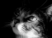 fond écran Chats - Chatons
