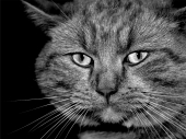fond écran Chats - Chatons