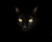 miniature Sirius Black le Chat Noir