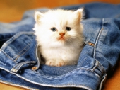 fond écran Tout Mignon