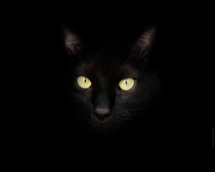 Sirius Black le Chat Noir fond écran wallpaper