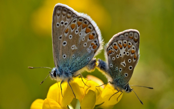 07-papillon fond écran wallpaper