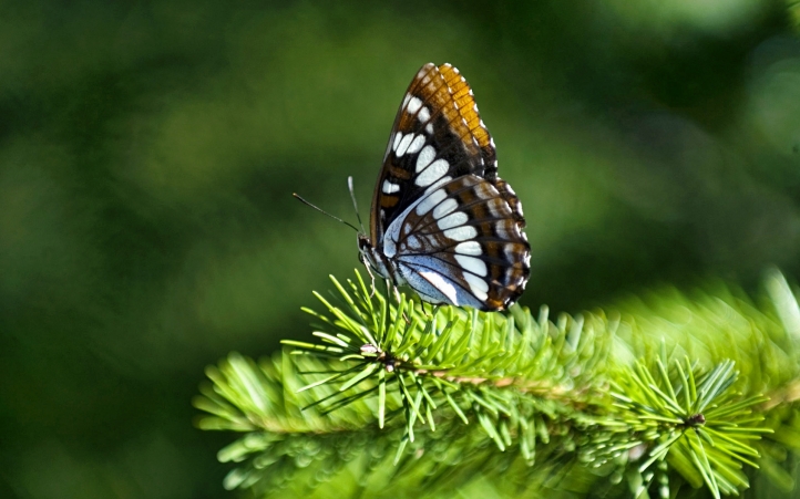 52-papillon  fond écran wallpaper