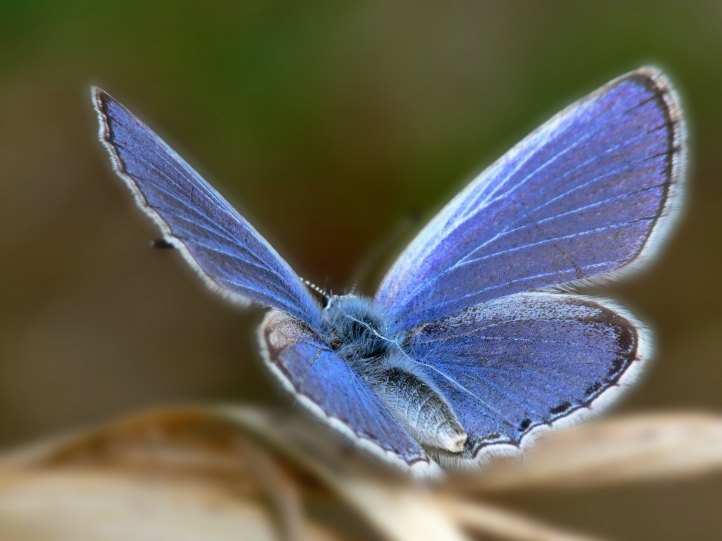 Chenilles - Papillons fond écran wallpaper