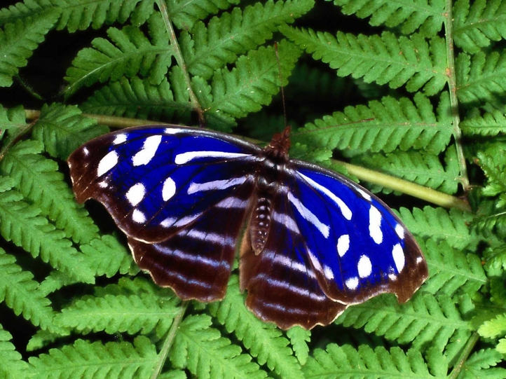 Chenilles - Papillons fond écran wallpaper