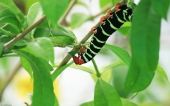 miniature 11-chenille