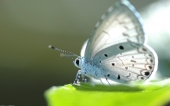 miniature 13-papillon