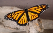 miniature 17-papillon