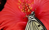 miniature 24-papillon