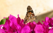 miniature 27-papillon