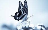 miniature 30-papillon