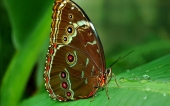 miniature 31-papillon