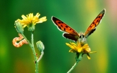 miniature 33-papillon