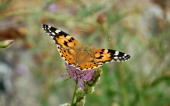 miniature 34-papillon