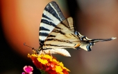 miniature 35-papillon