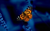 miniature 36-papillon