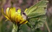 miniature 37-papillon