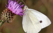 miniature 38-papillon